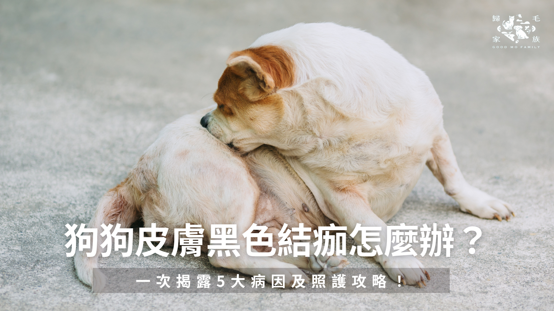狗狗皮膚黑色結痂