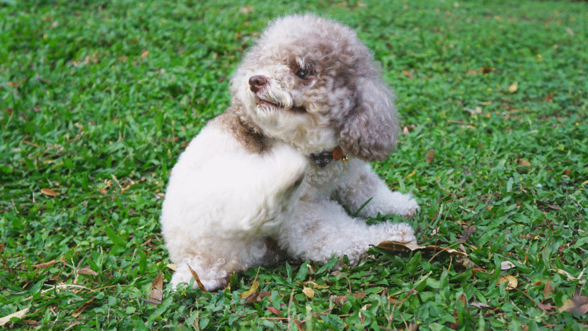 狗狗皮膚一顆一顆黑色結痂是什麼?5大主因一次看