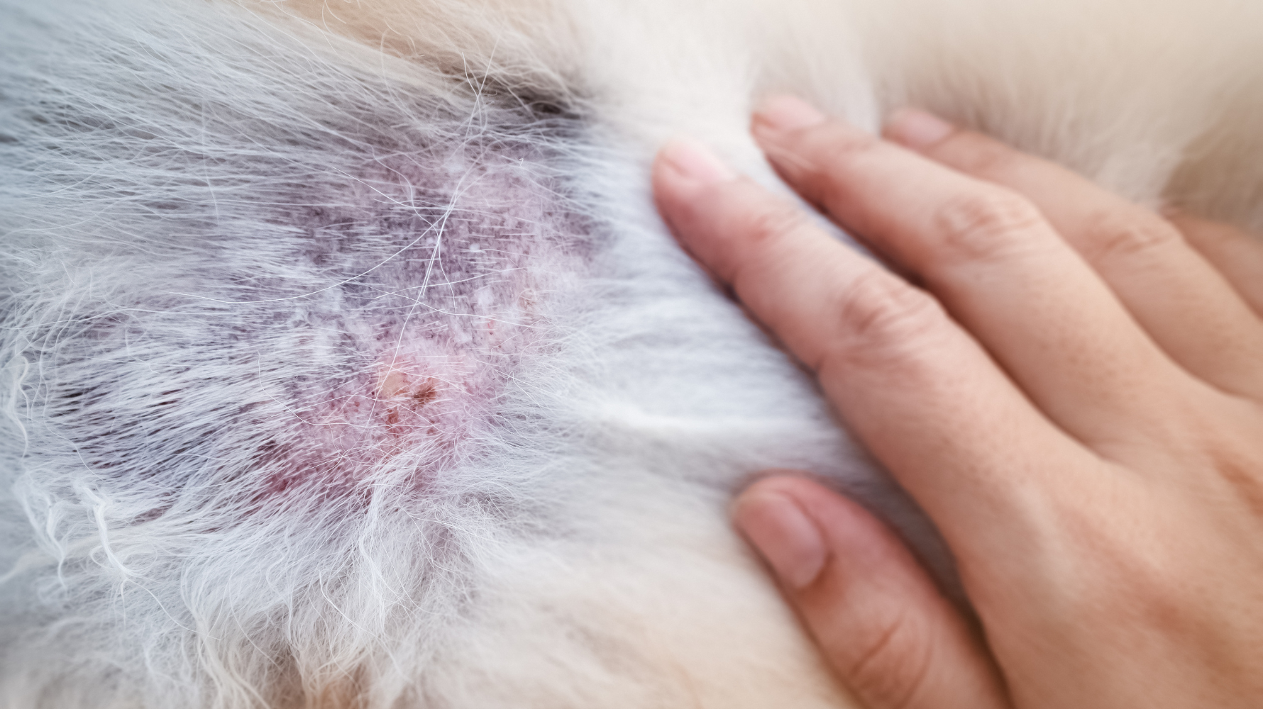 狗狗皮膚黑色結痂的5大常見症狀