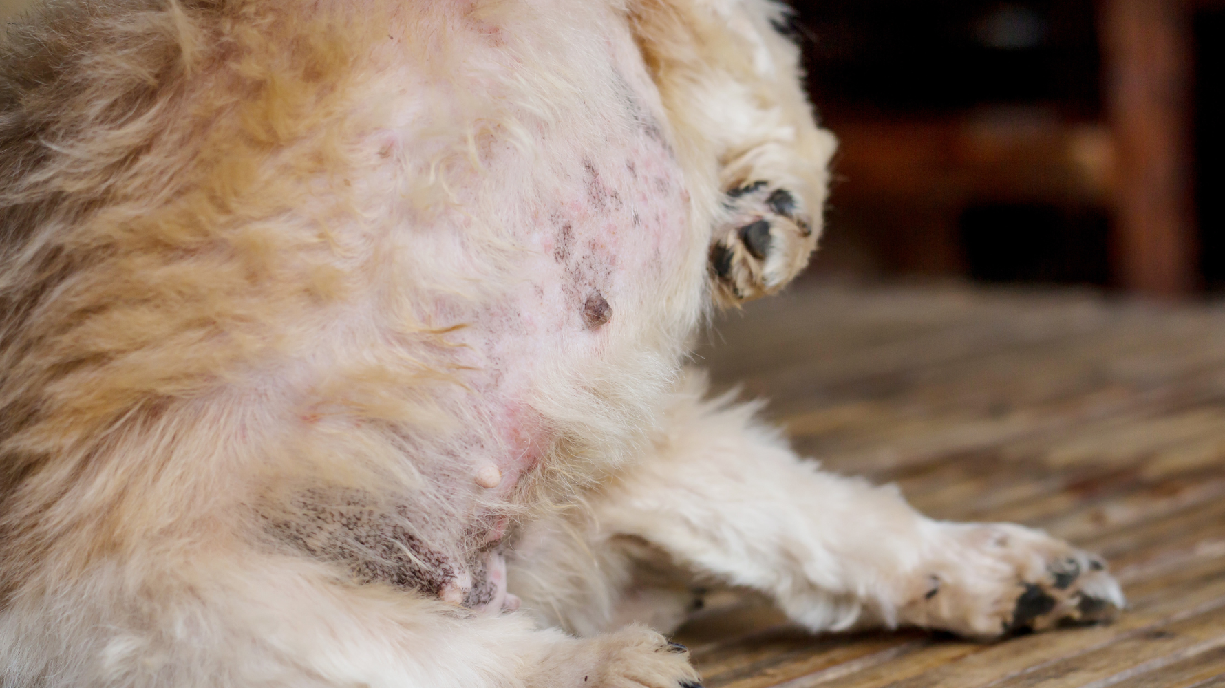 狗皮膚病5大種類解析