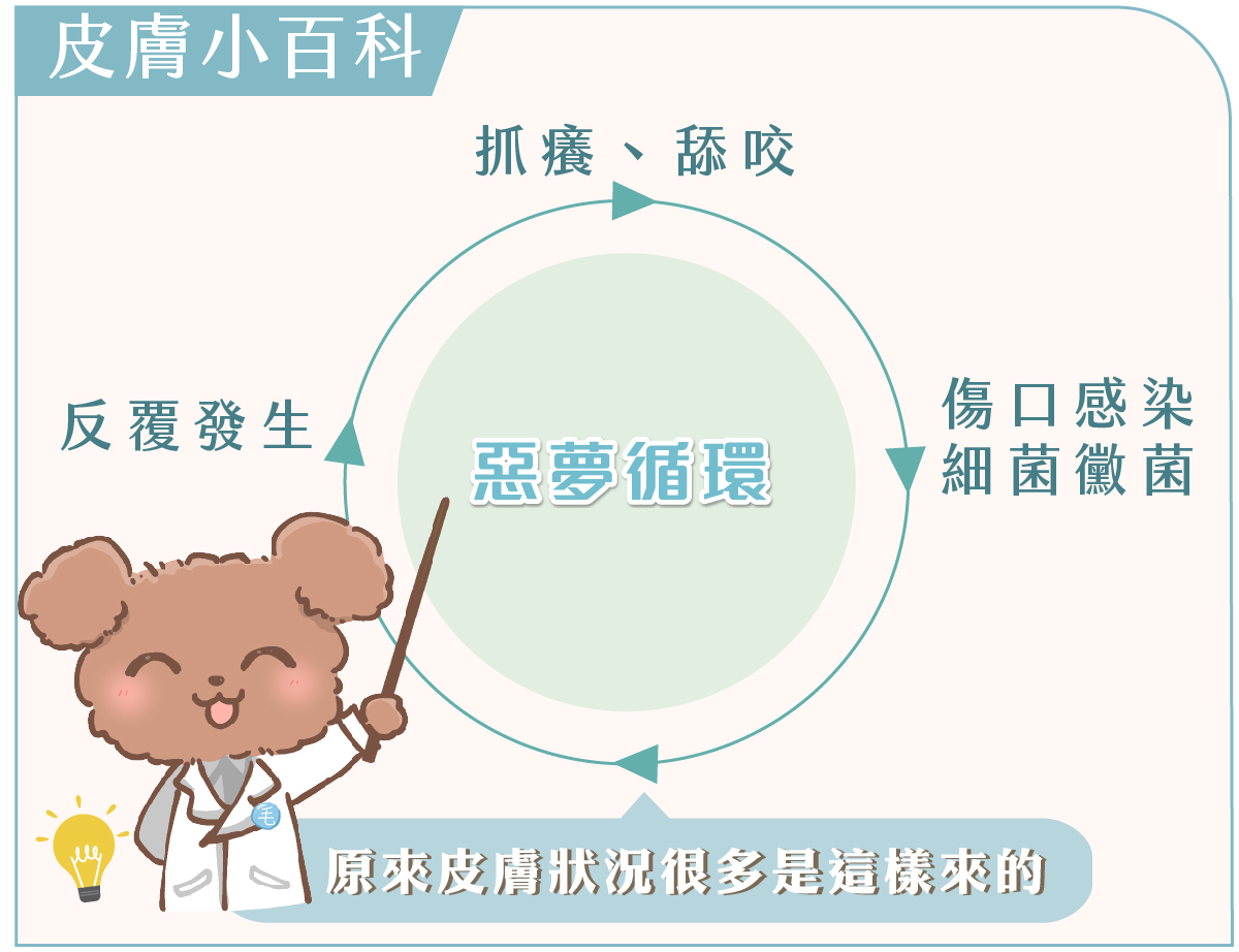 狗狗皮膚病反覆好不了?3大誤區要避免