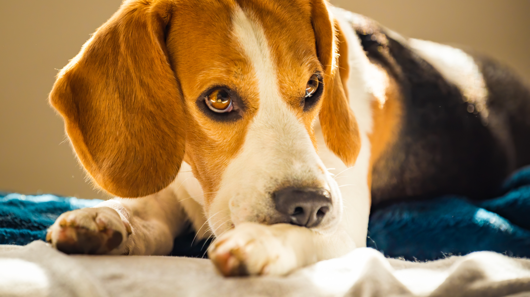 狗皮膚病改善方式,3大正確做法讓黑色結痂不再反覆