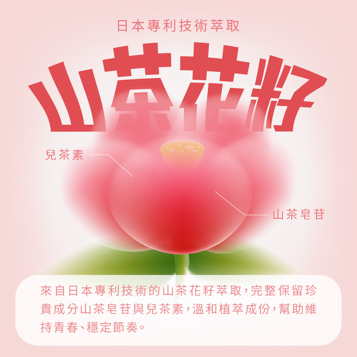 來自日本專利技術的山茶花籽萃取,完整保留珍貴成分山茶皂苷與兒茶素,溫和植萃成份,幫助維持青春、穩定節奏。