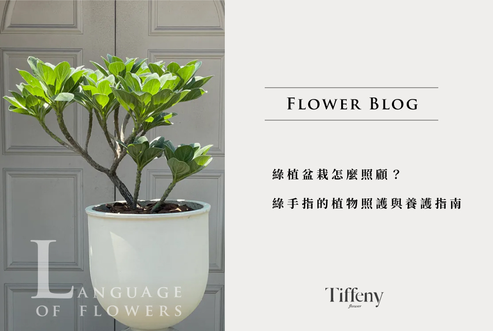 植栽怎麼照顧