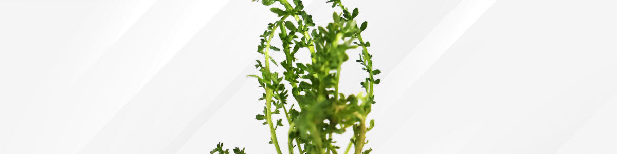 威猛戰神-黑瑪卡-24