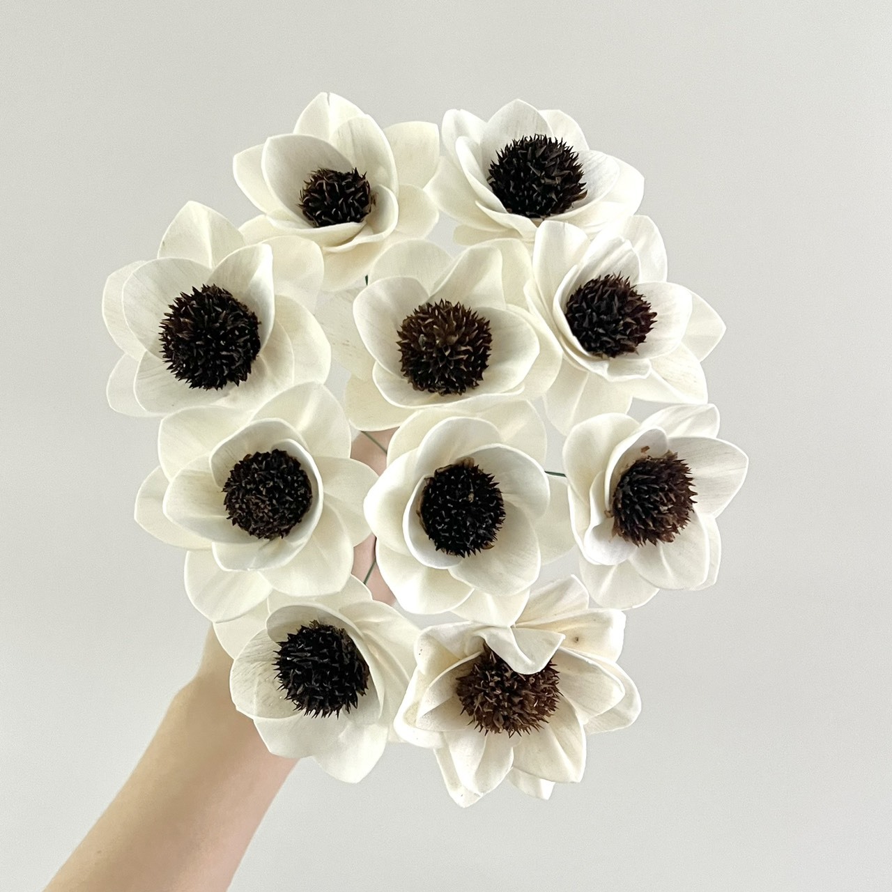 越南索拉花 果實白頭翁 6CM <十支一把>