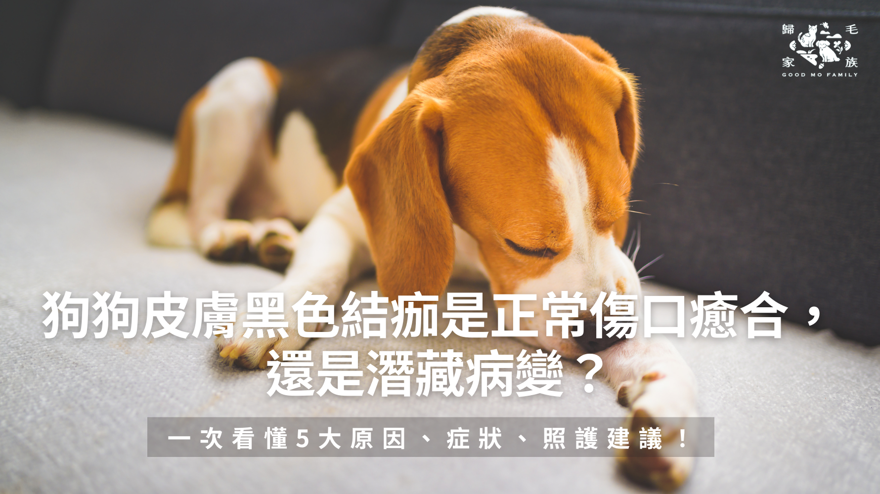 狗狗皮膚黑色結痂是正常傷口癒合，還是潛藏病變？一次看懂5大原因、症狀、照護建議！