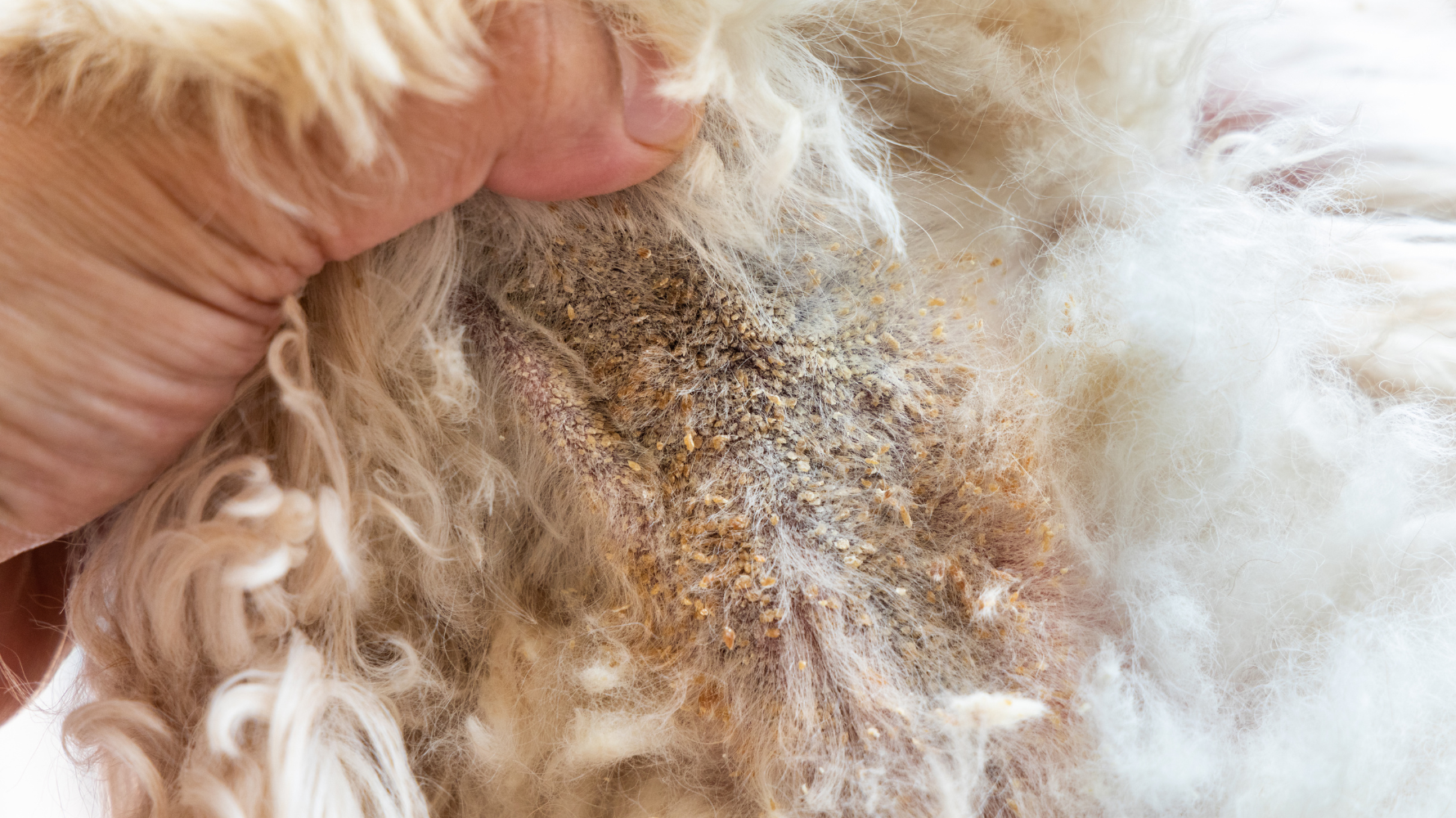 黑色結痂常見的5大原因