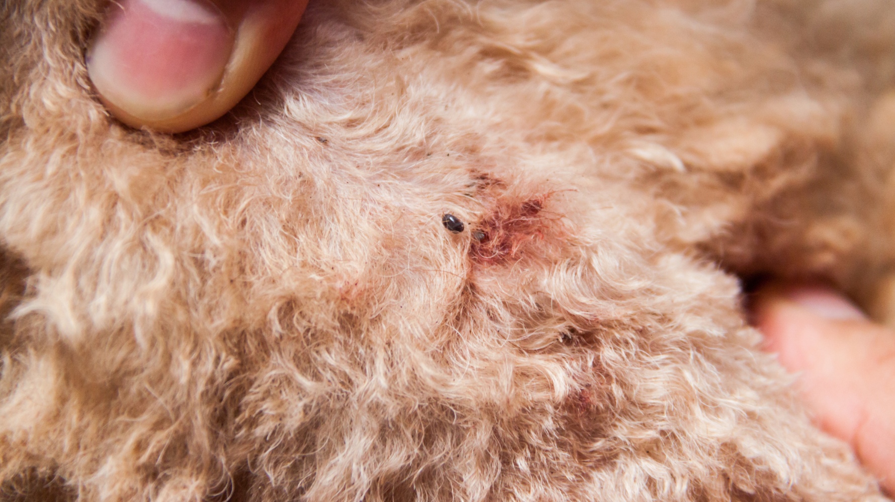 寄生蟲叮咬：跳蚤、壁蝨引發的傷口