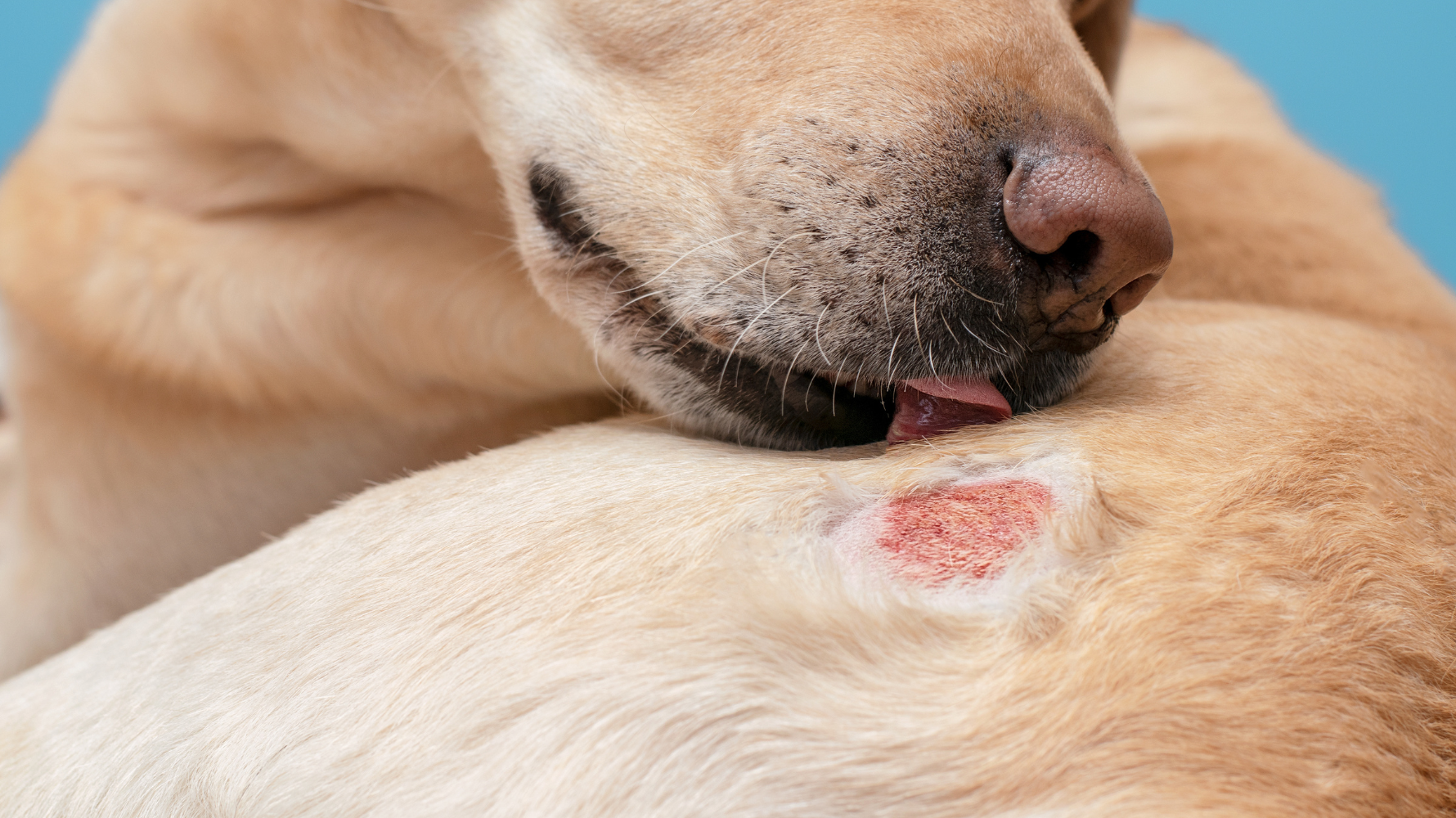 除了皮膚外觀變化，狗狗的行為同樣值得觀察。以下狀況代表狗狗可能正遭受皮膚不適