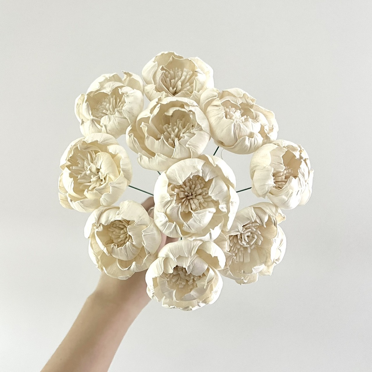 越南索拉花  牡丹(白心) 4CM<十支一把>