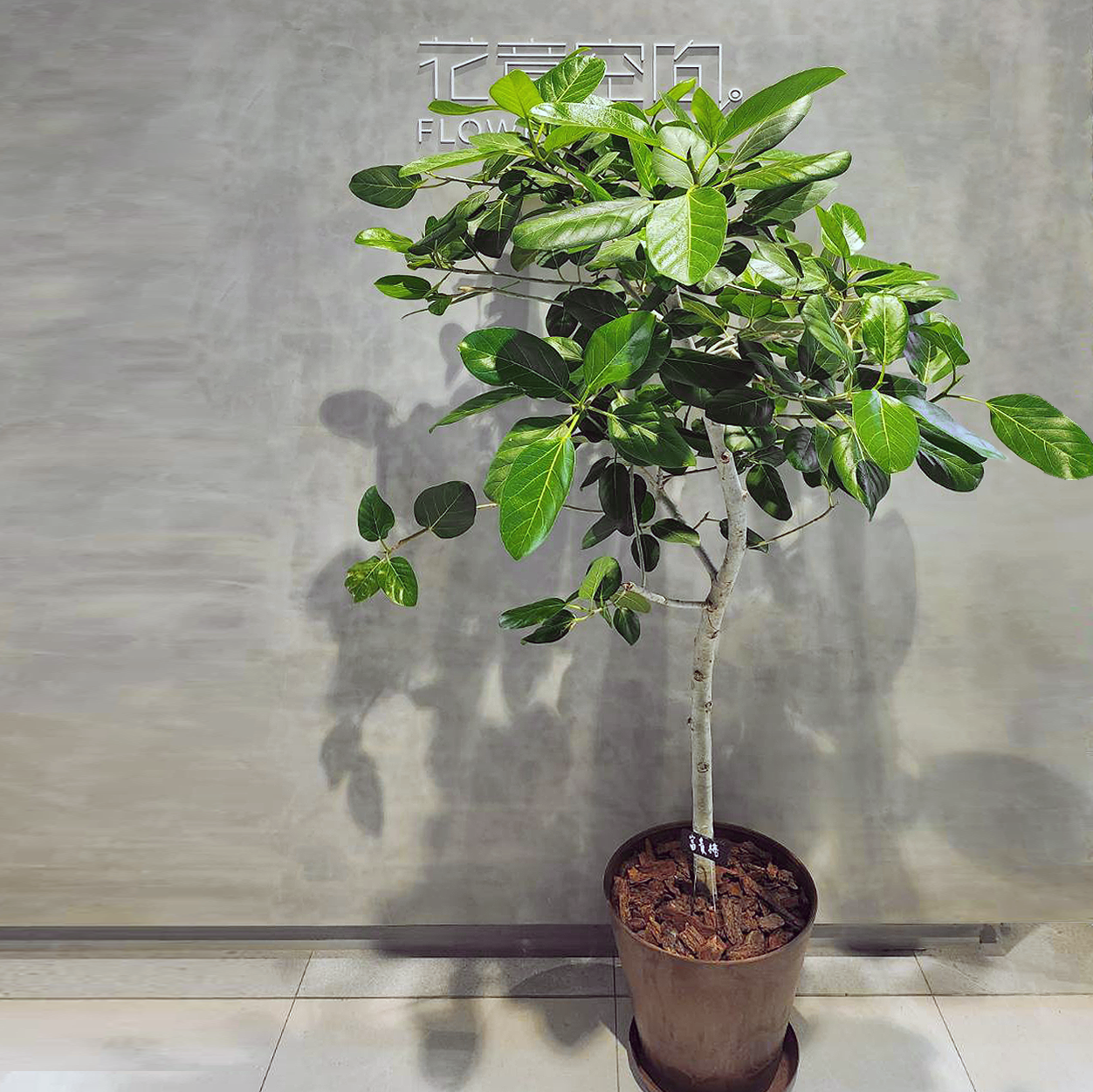 《嚴選單品》富貴榕植栽