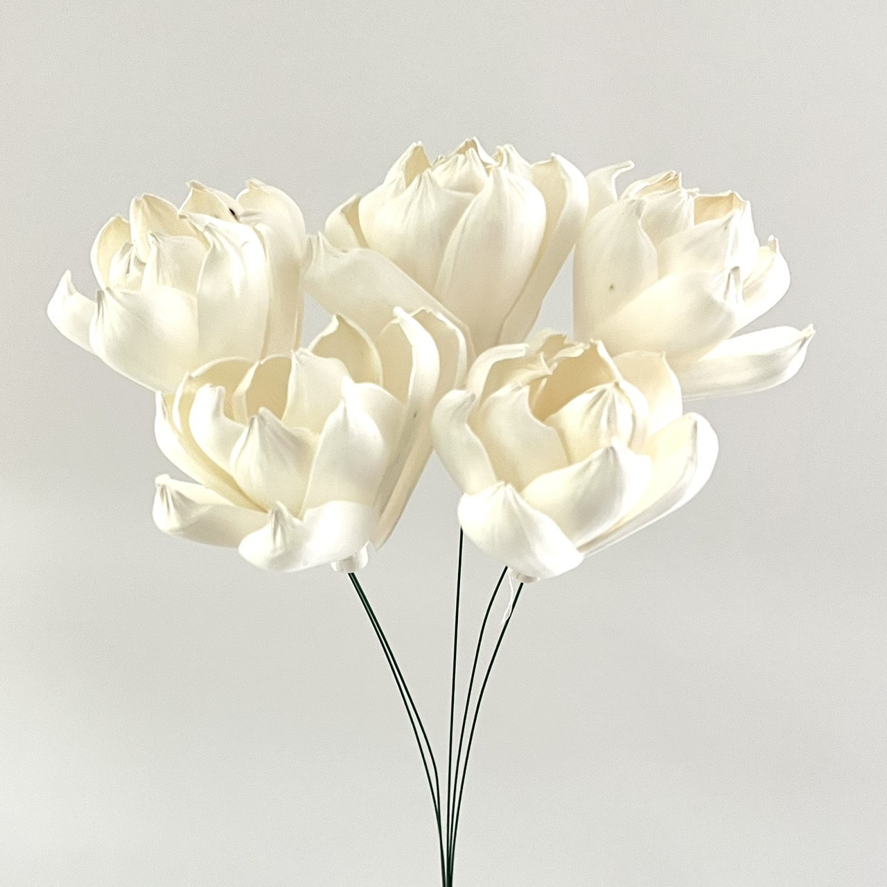 越南索拉花 鬱金香 8CM<五支一把>