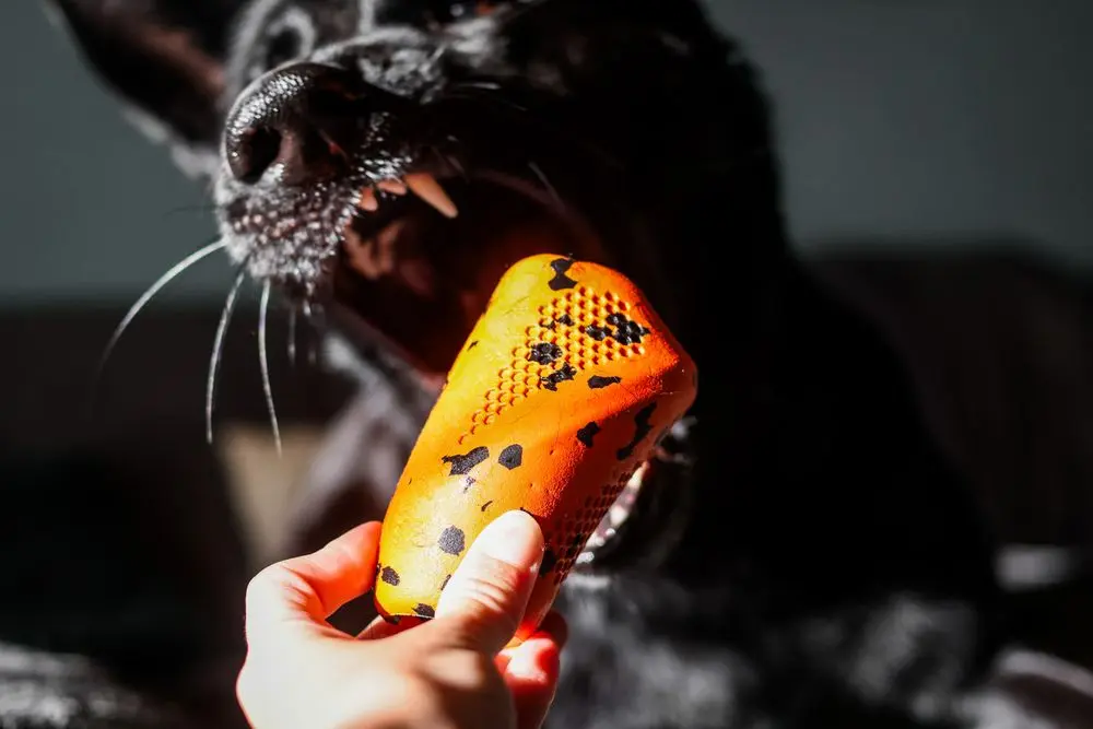 【Non-stop dogwear】投擲藏食玩具