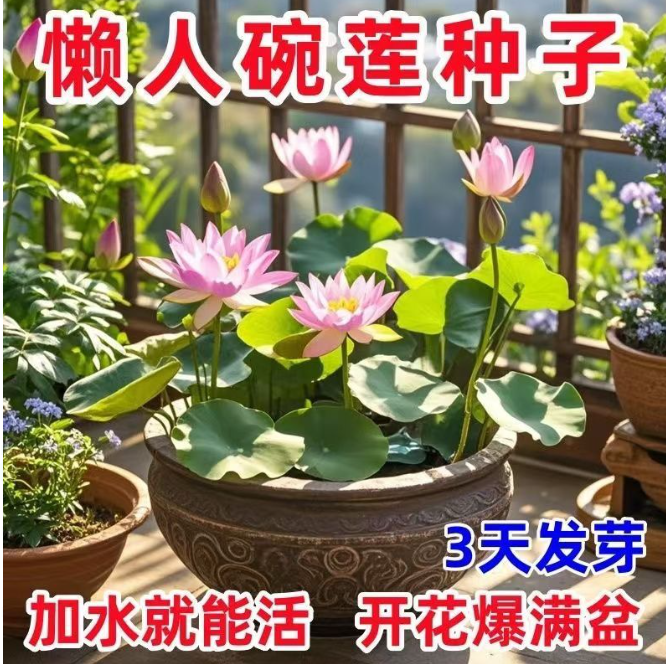 七彩碗莲 莲花水养