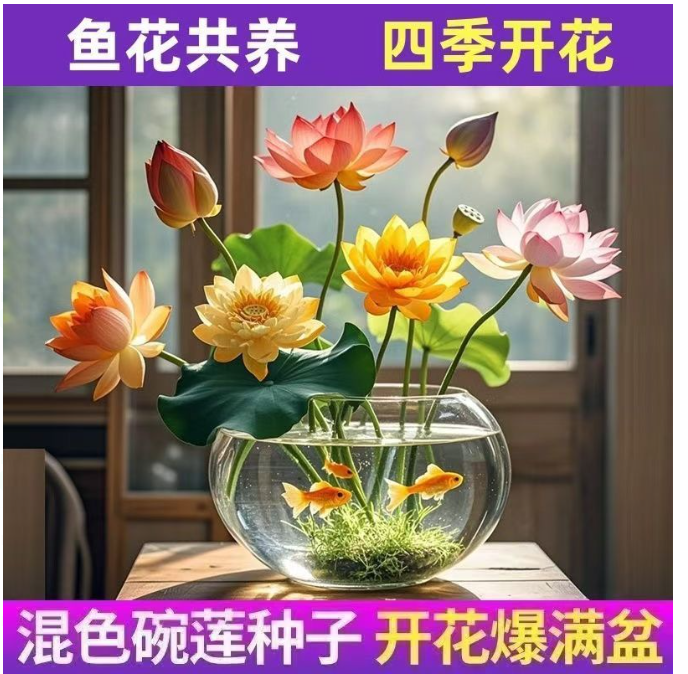 七彩碗莲 莲花水养