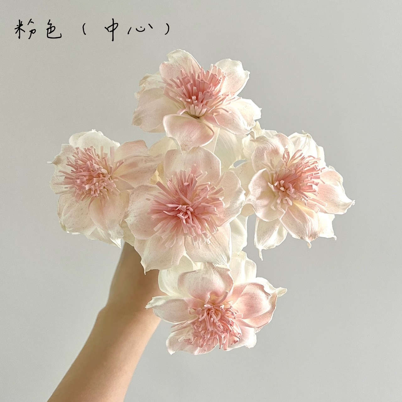泰國索拉花 尖葉扶桑花 8cm <5支一把> (高品質)