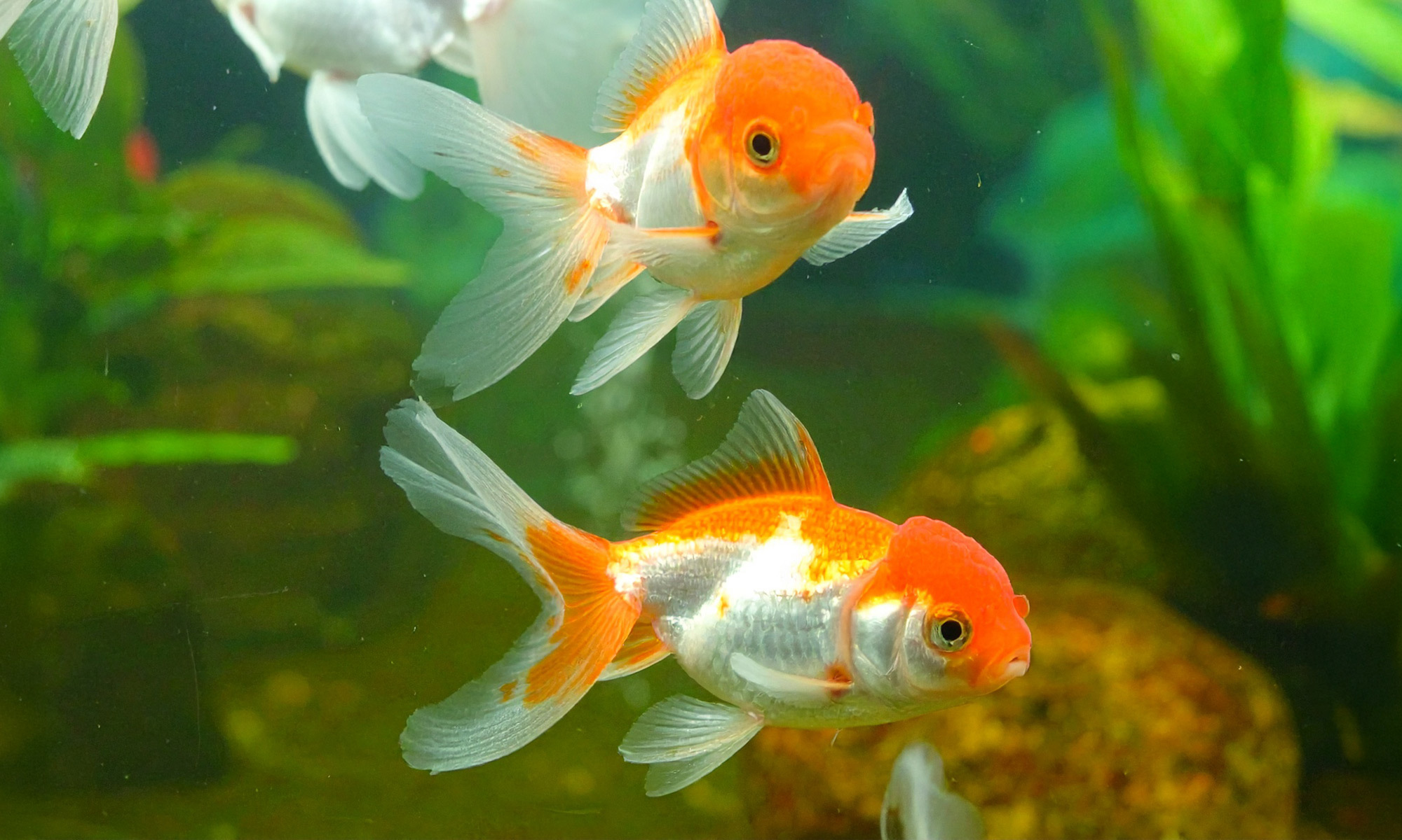 原本清澈見底的魚缸，突然間變得白茫茫一片，像是加了牛奶一樣霧濛濛的