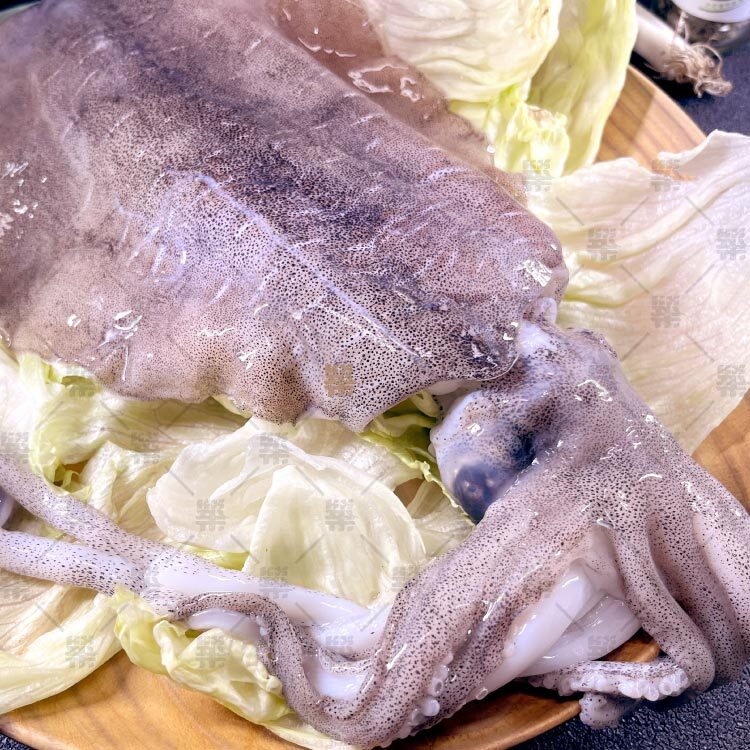 整尾真材實料・霸氣登場！『生凍巨無霸軟絲』