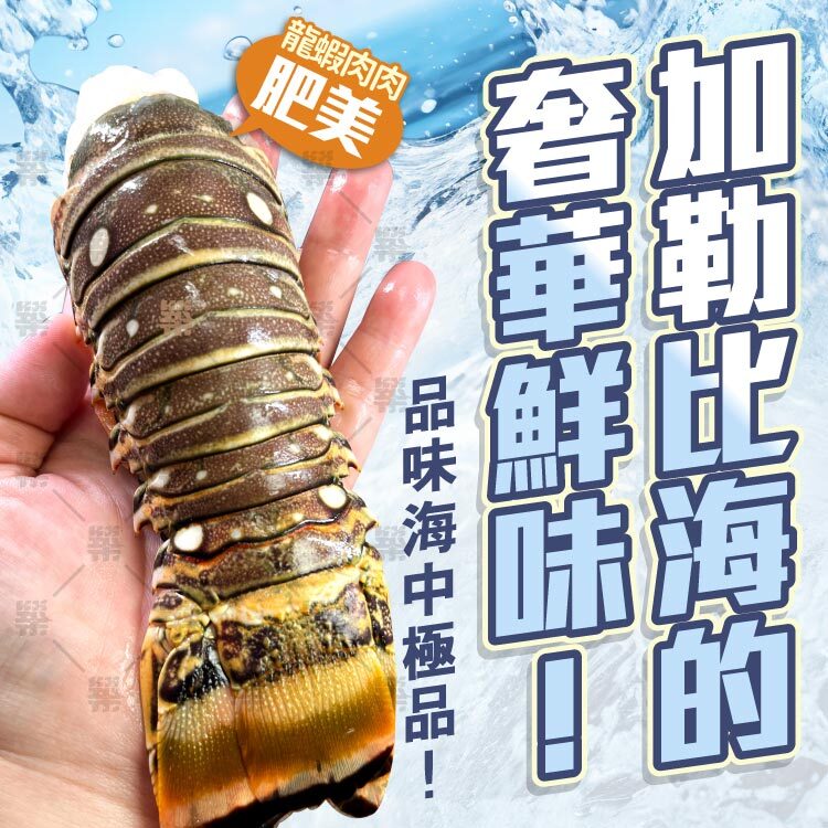 加勒比海的奢華鮮味！BELIZE 龍蝦尾