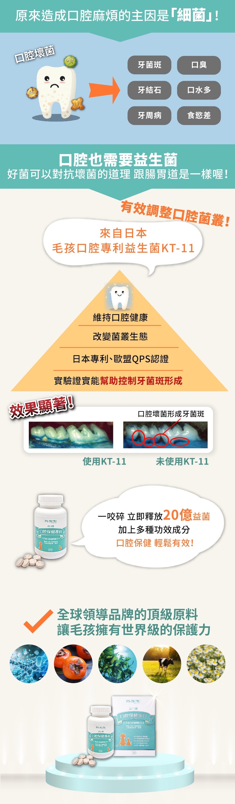 圖中顯示使用KT-11益生菌後的狗狗牙齒表面乾淨無牙菌斑，相較未使用者可見明顯改善，益口潔透過專利膠囊包覆技術與活菌組合，成功實證能有效控制口腔細菌生長，是毛孩每日保健牙齒的好幫手。