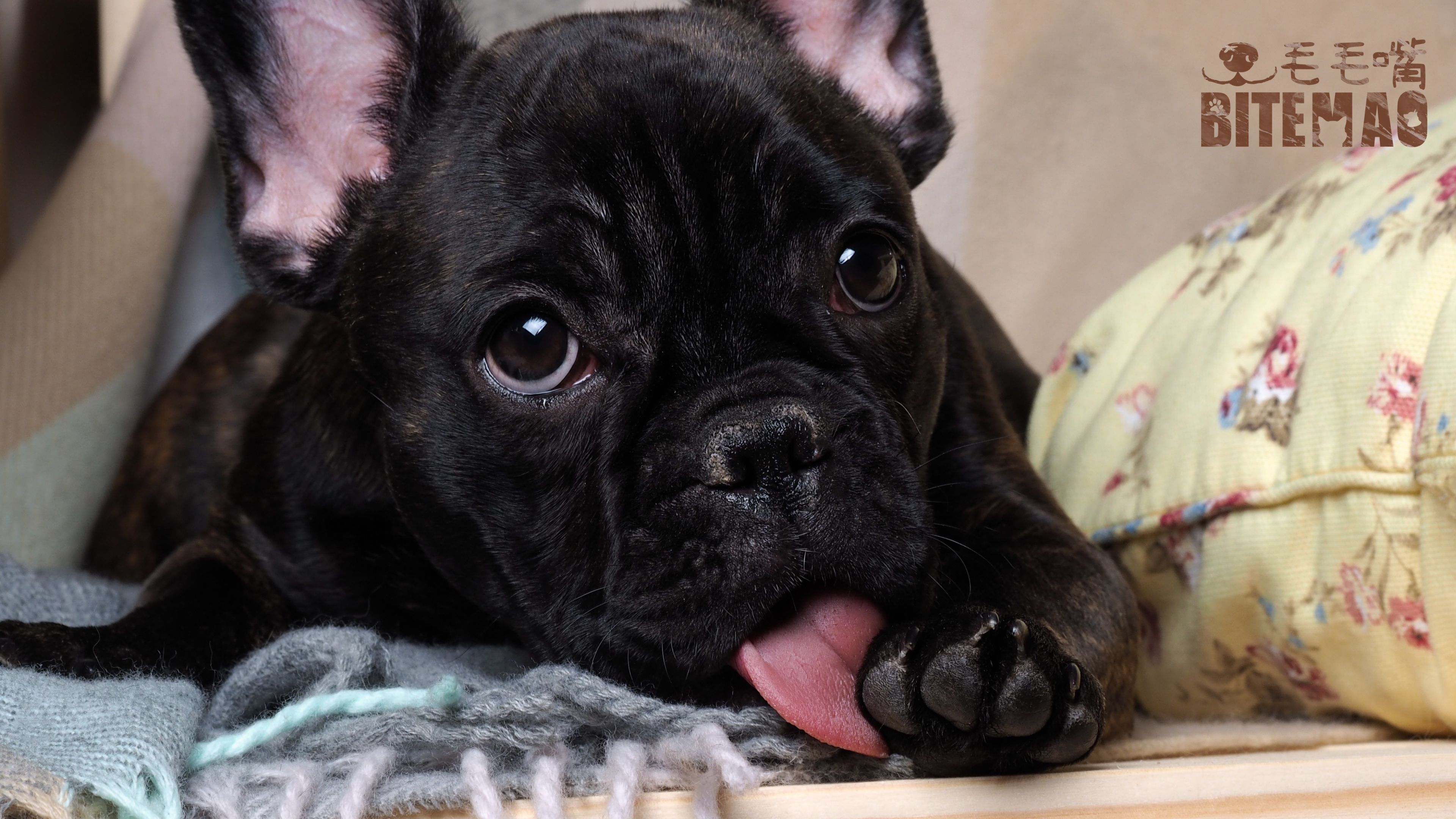 Dog licking feet