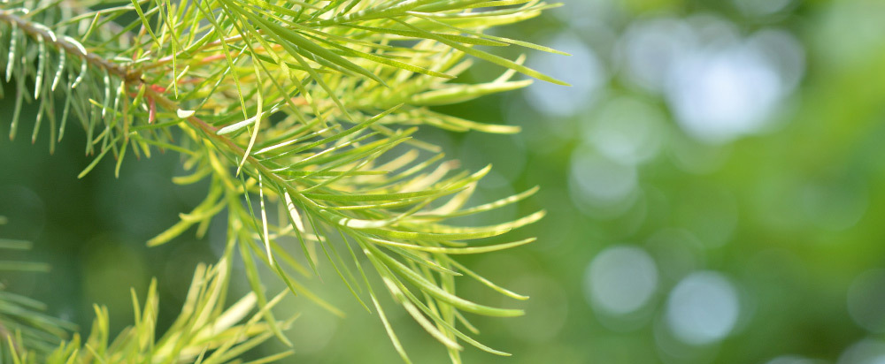 NARUKO 牛爾茶樹抗痘粉刺寶 30ml