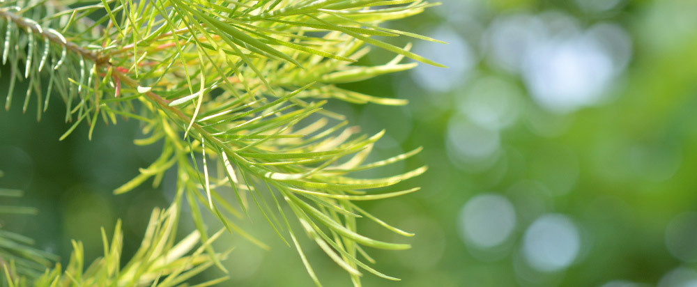 NARUKO牛爾 茶樹痘印美白寶10ml