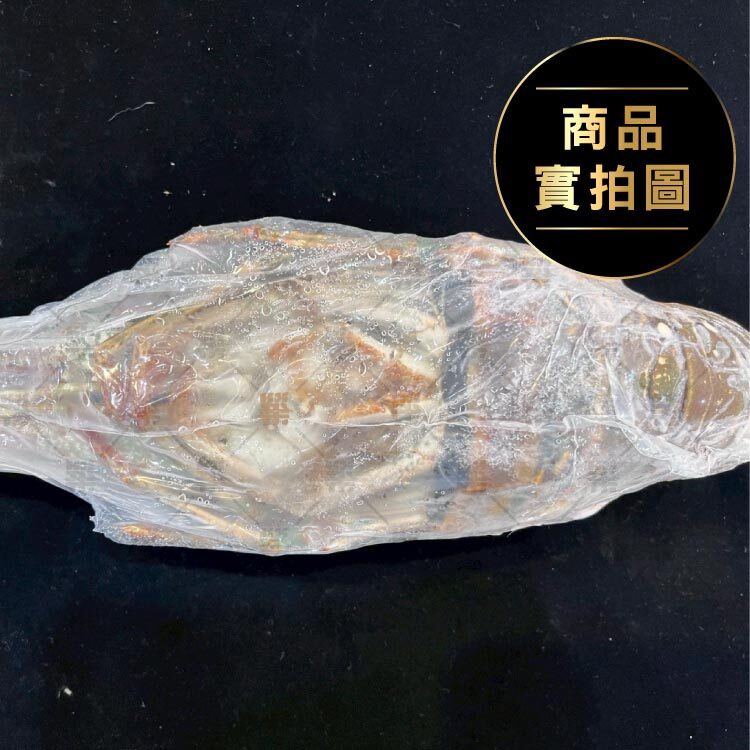 貝里斯純淨海域直送・整尾上桌氣勢十足！