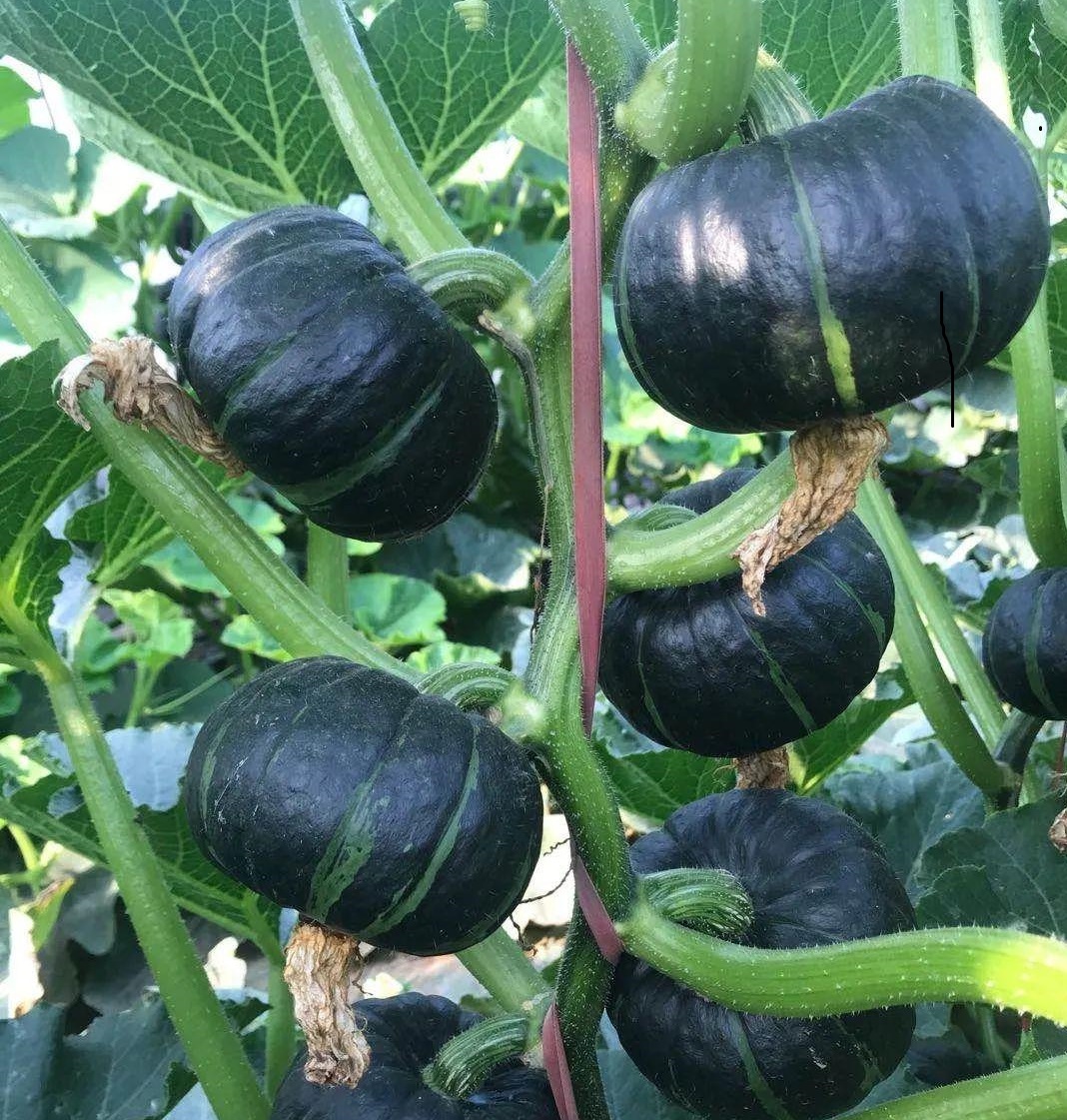 Local organic Japan Pumpkin (bag)