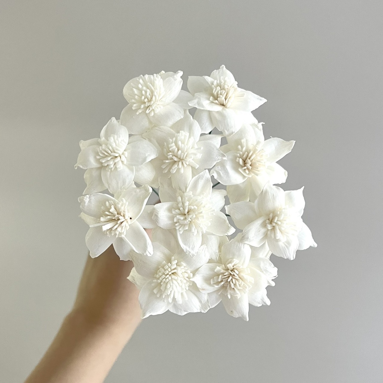 泰國索拉 扶桑花 4CM <十支一把> (高品質)