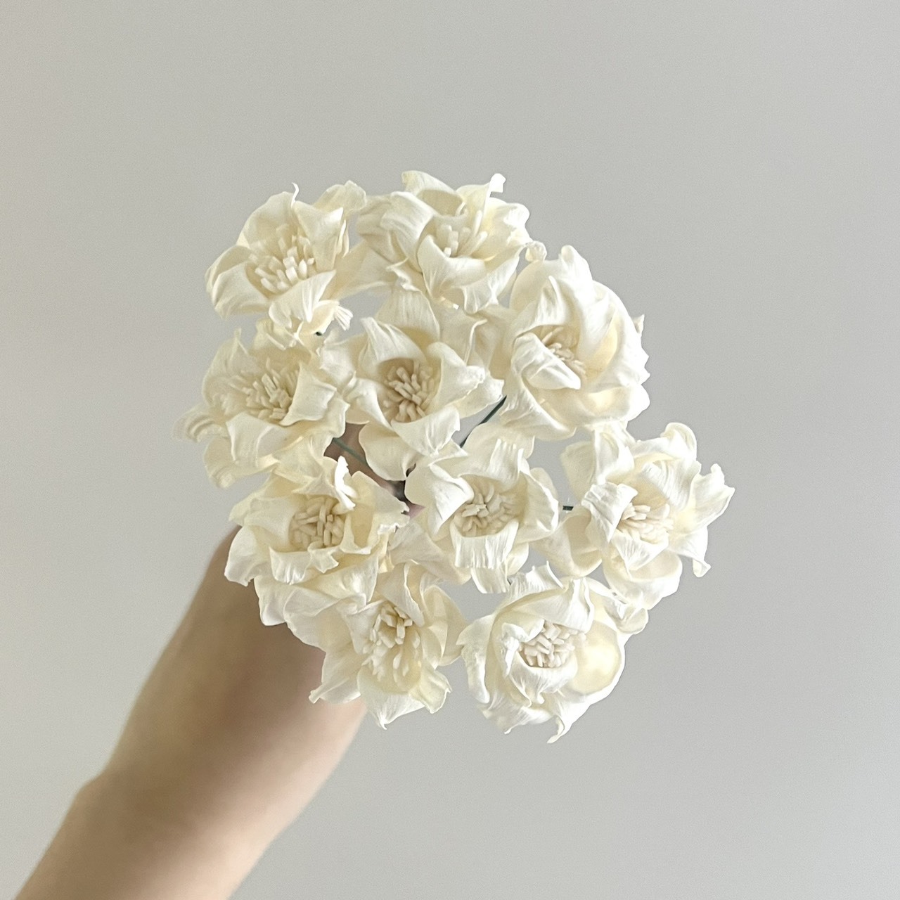 泰國索拉花 尖葉桔梗(白心)  3CM <十支一把> (高品質)