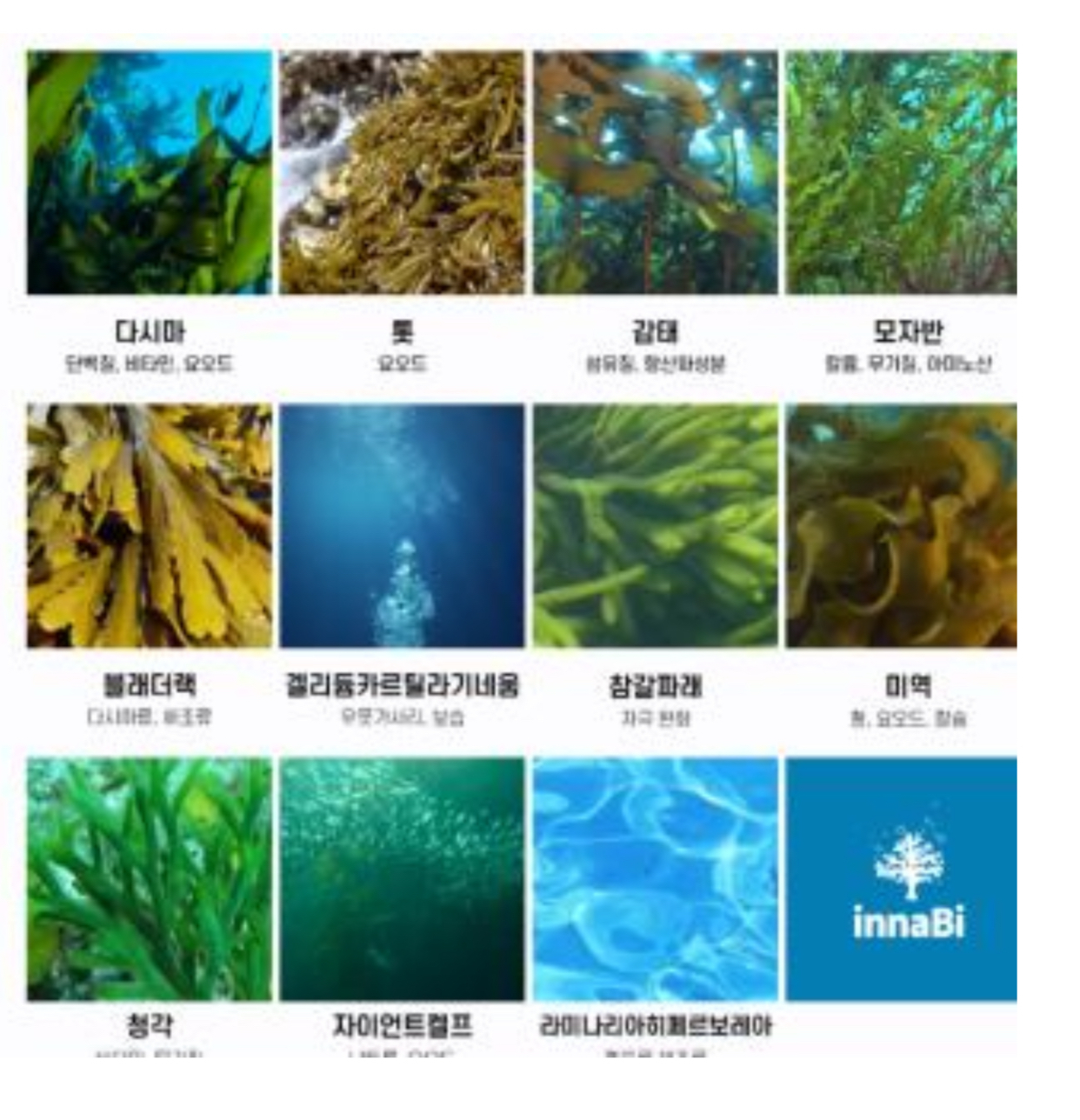 InnaBi 珊瑚鈣系列 【深層清潔毛囊 🌟改善頭皮健康 🌟緩解脂漏性皮膚炎症狀】「A」