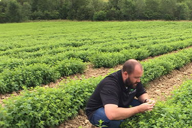 Plant Therapy精油好在哪