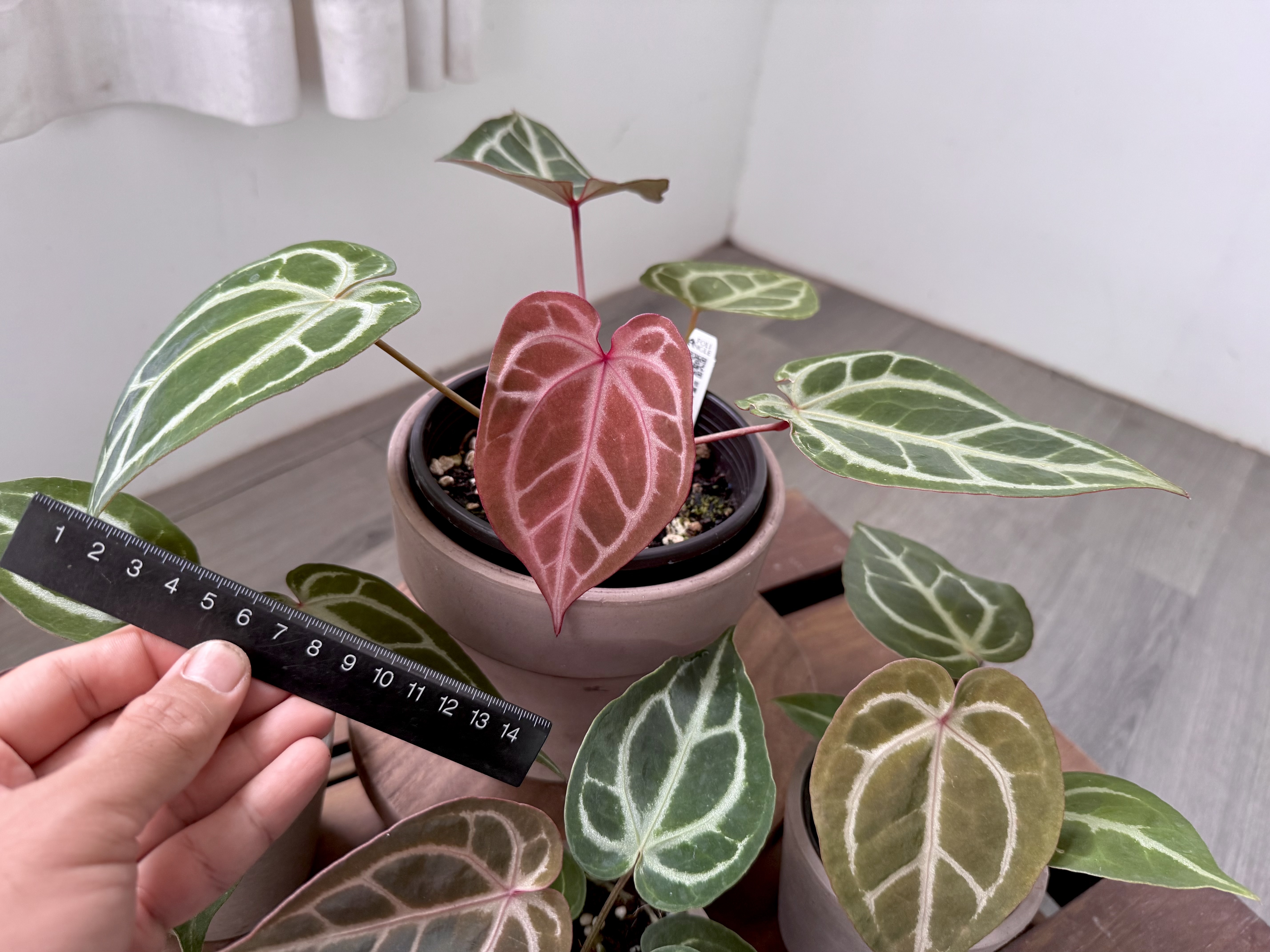 Anthurium magnificum X 'Red Crystal' 華麗交紅水晶