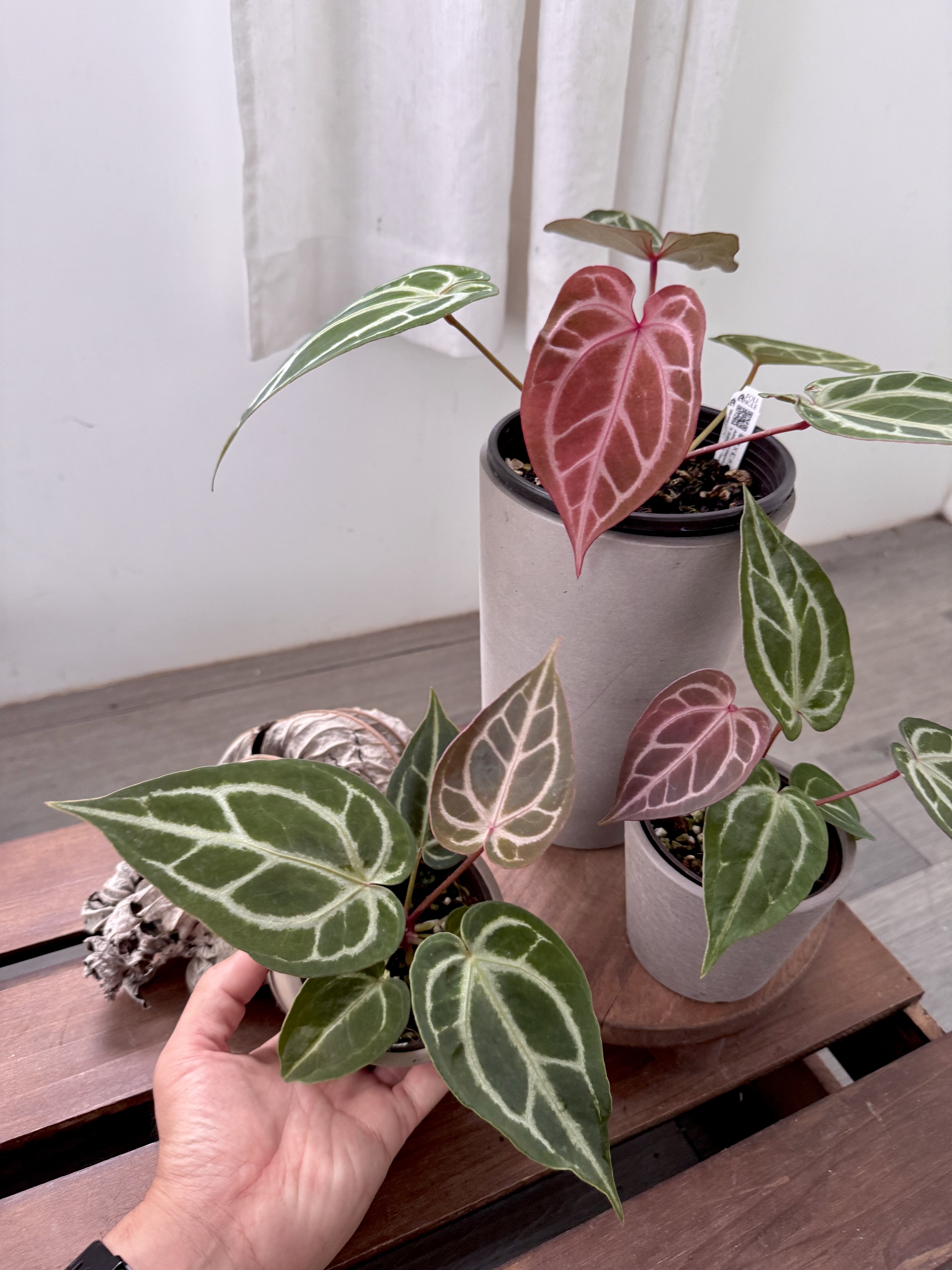 Anthurium magnificum X 'Red Crystal' 華麗交紅水晶