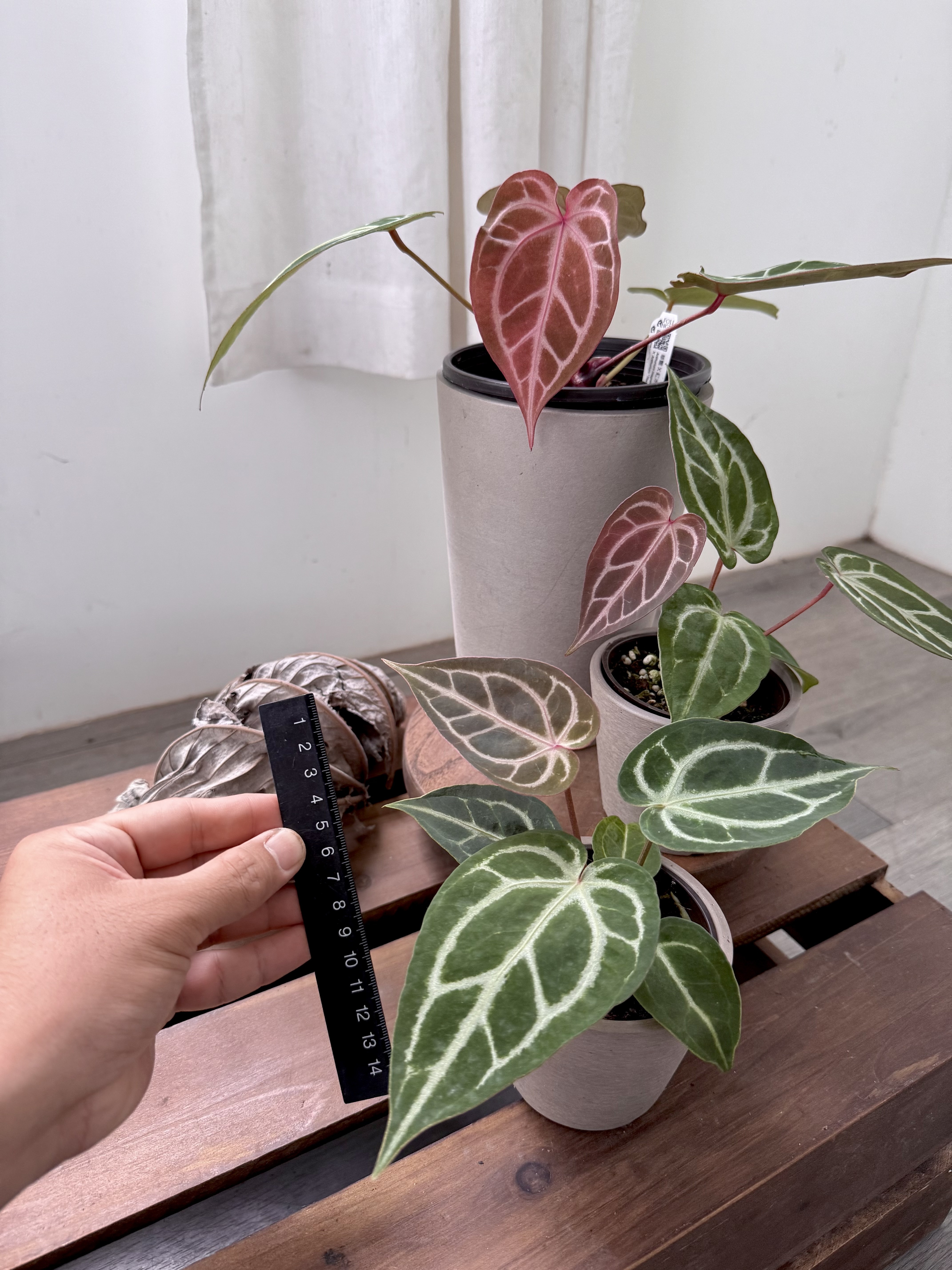 Anthurium magnificum X 'Red Crystal' 華麗交紅水晶