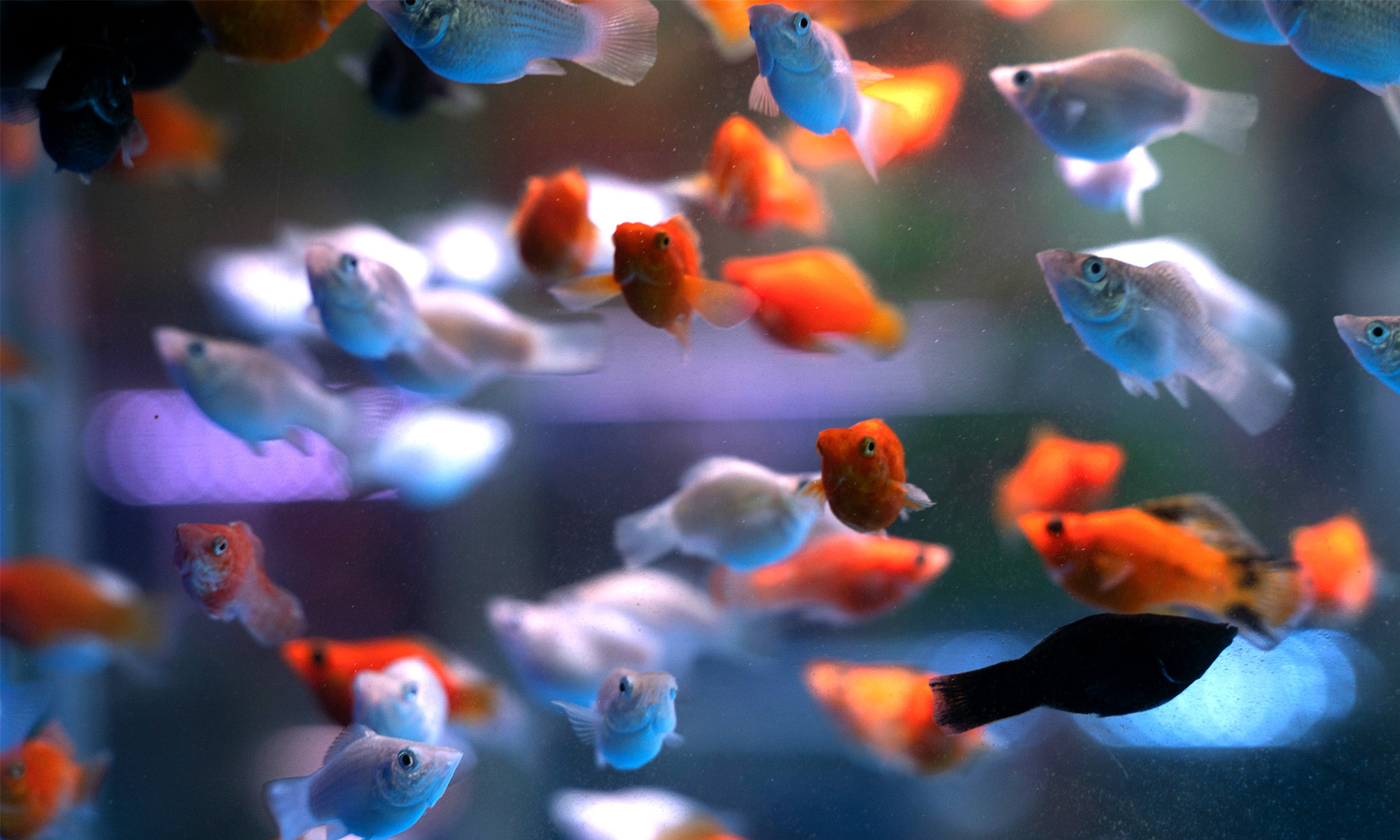 在水族界有個經典的「一公升養一公分魚」原則，這是最基礎的養魚密度計算方式