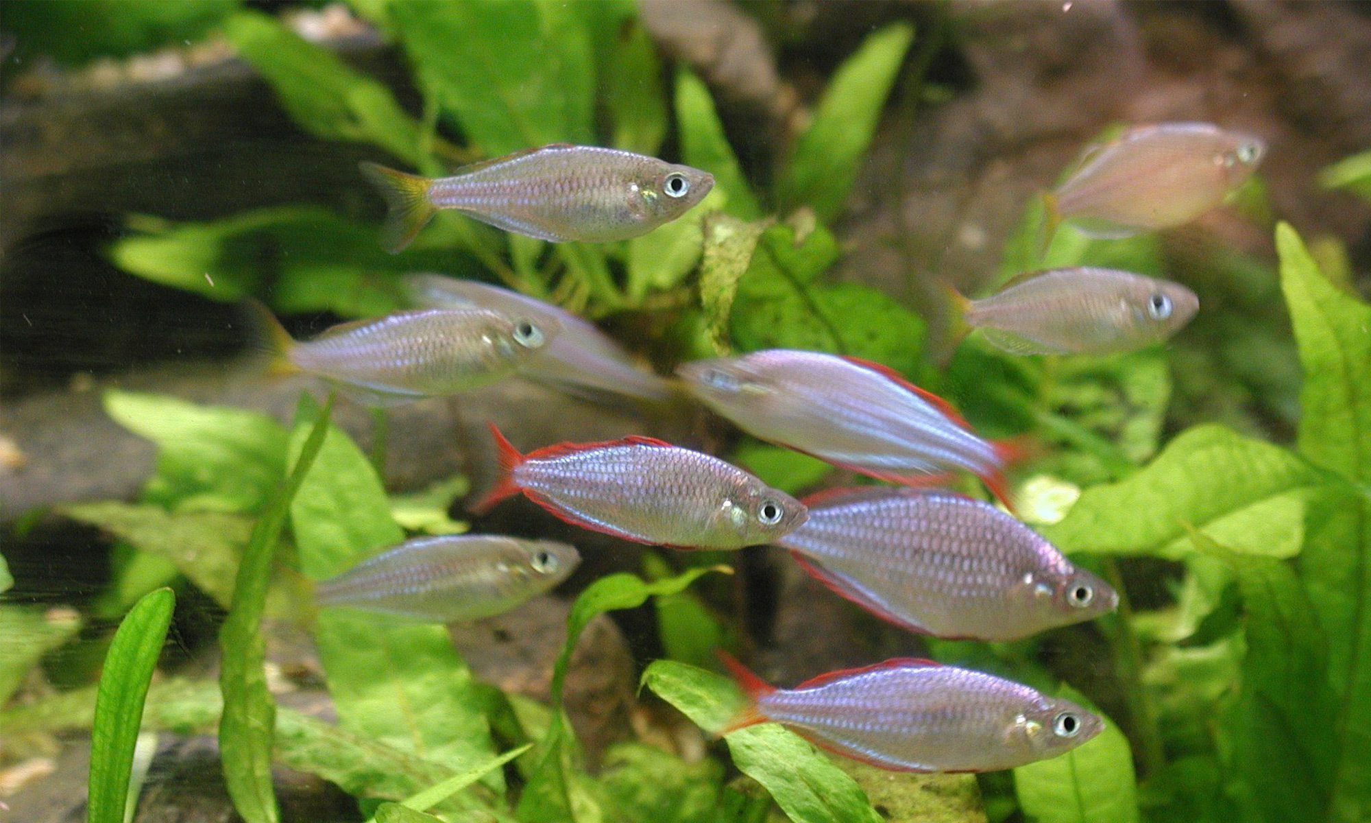 喜歡成群生活的魚類，密度可以稍高