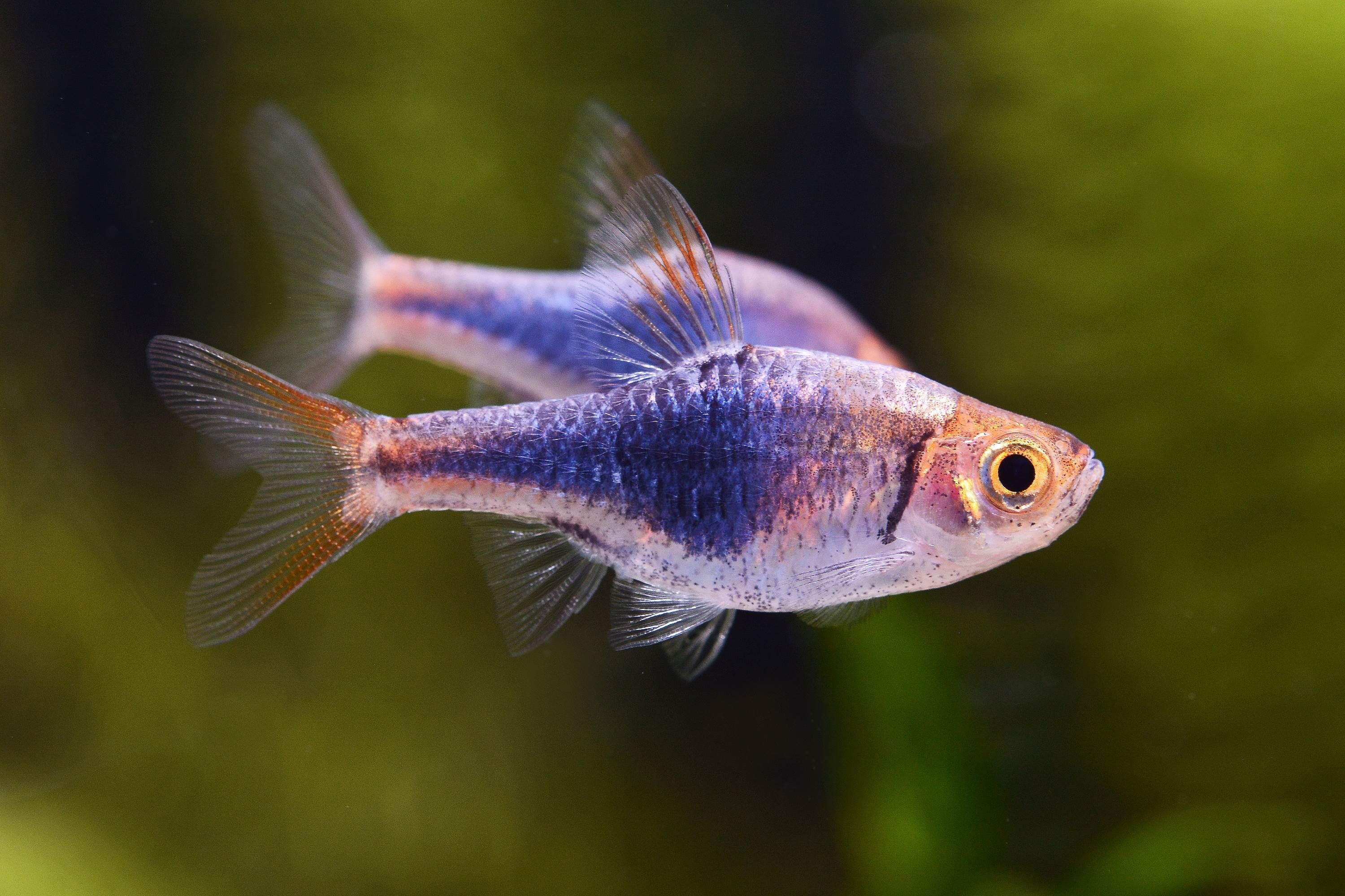 ✨紫藍三角燈✨