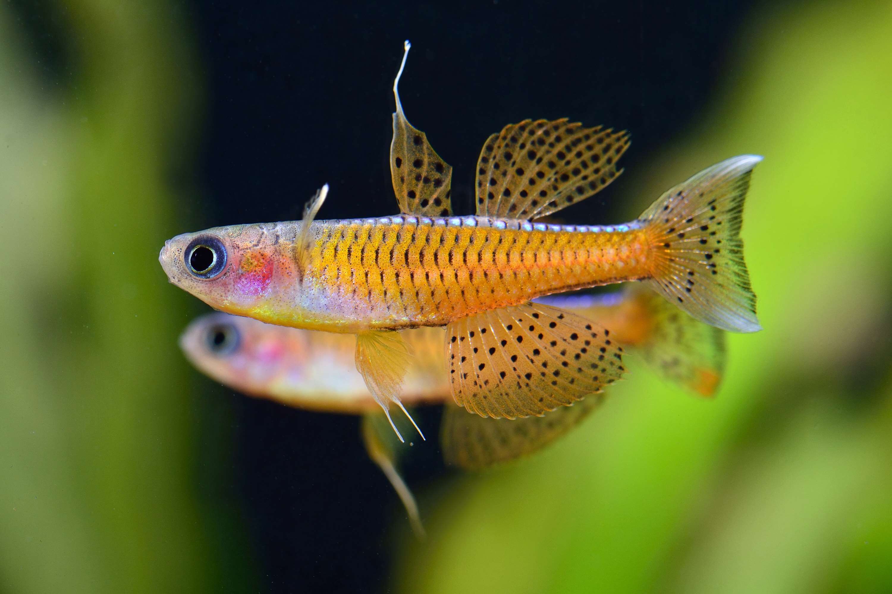 ✨橘子霓虹珍珠燕子✨