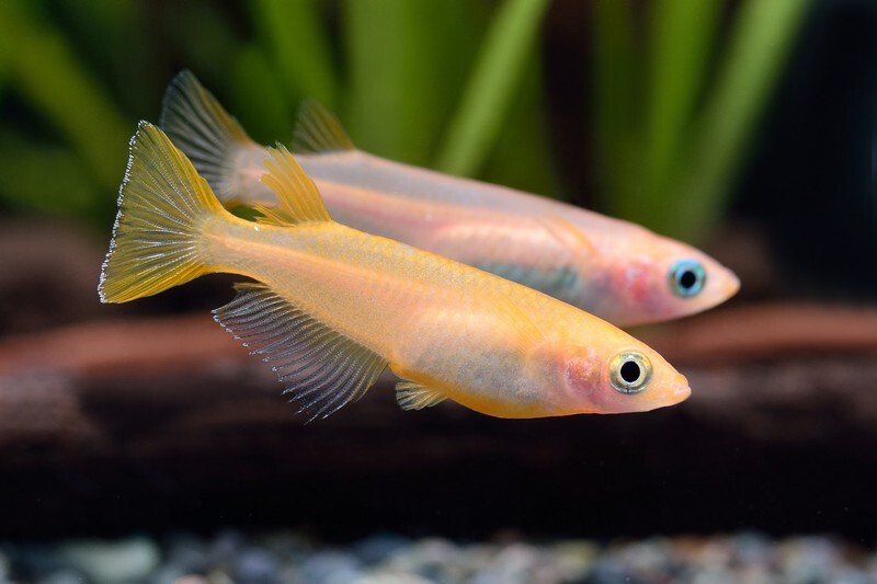 ✨楊貴妃(台灣產小魚)✨