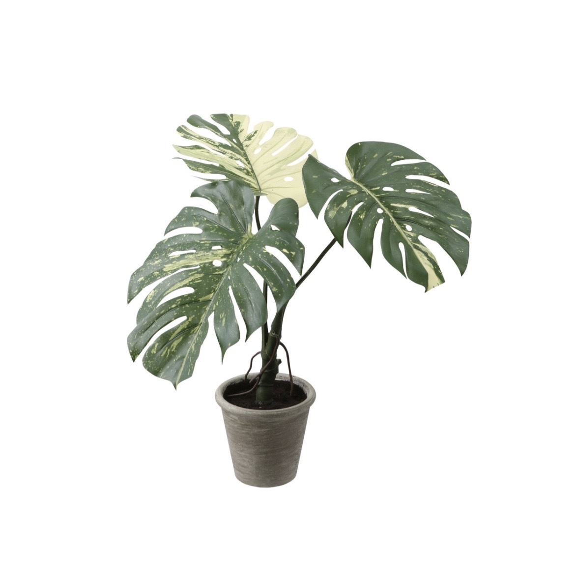 擬真樹 龜背芋 小型  65cm