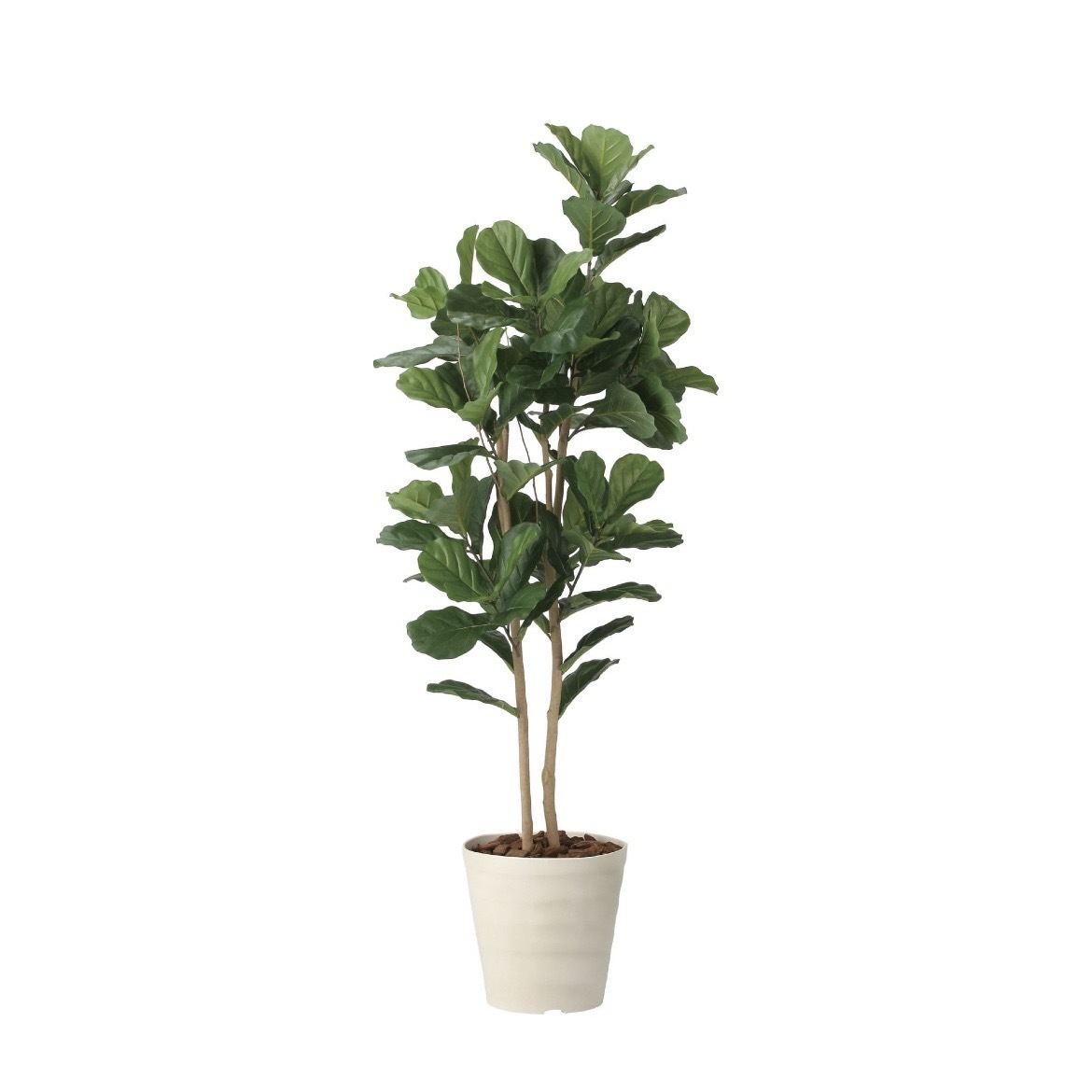 V-CAT擬真樹系列-琴葉榕 180cm