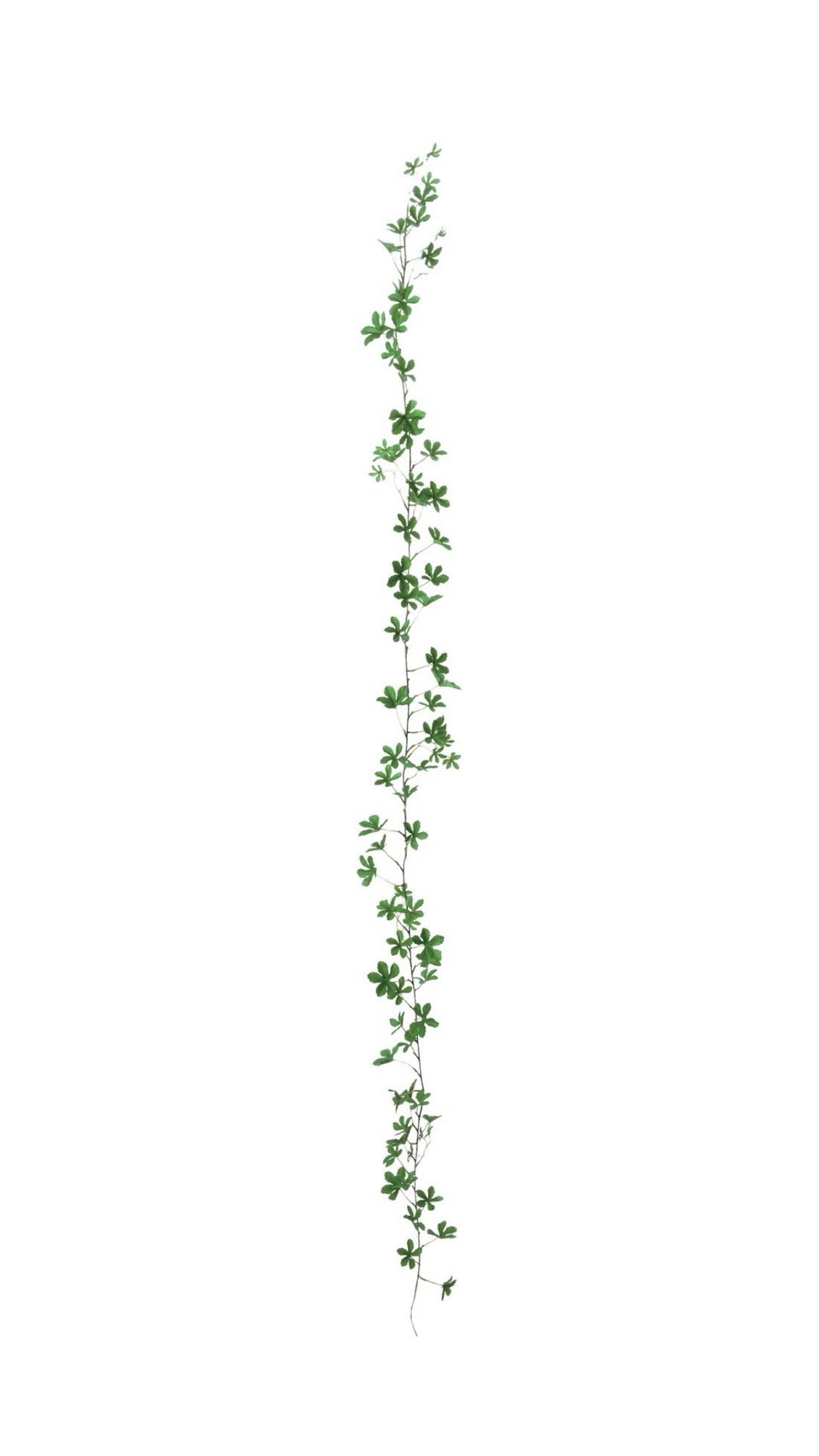 人造葉 白粉葉藤 綠