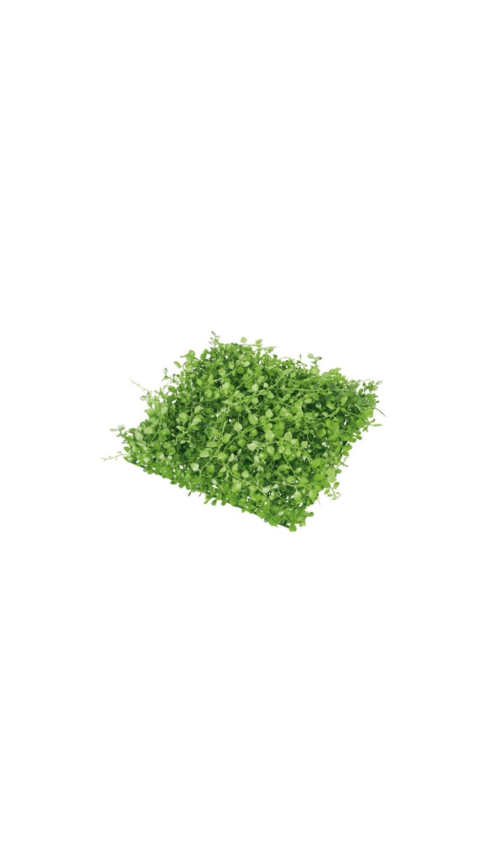 人造草皮 迷你非洲菫葉 淺綠