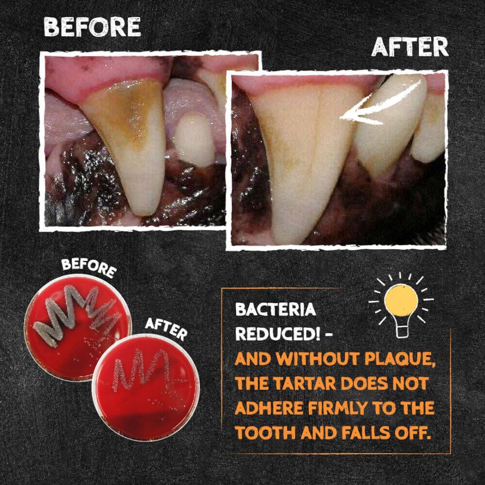 QCHEFS 貓貓專用黑炭芝士潔齒粉 70g