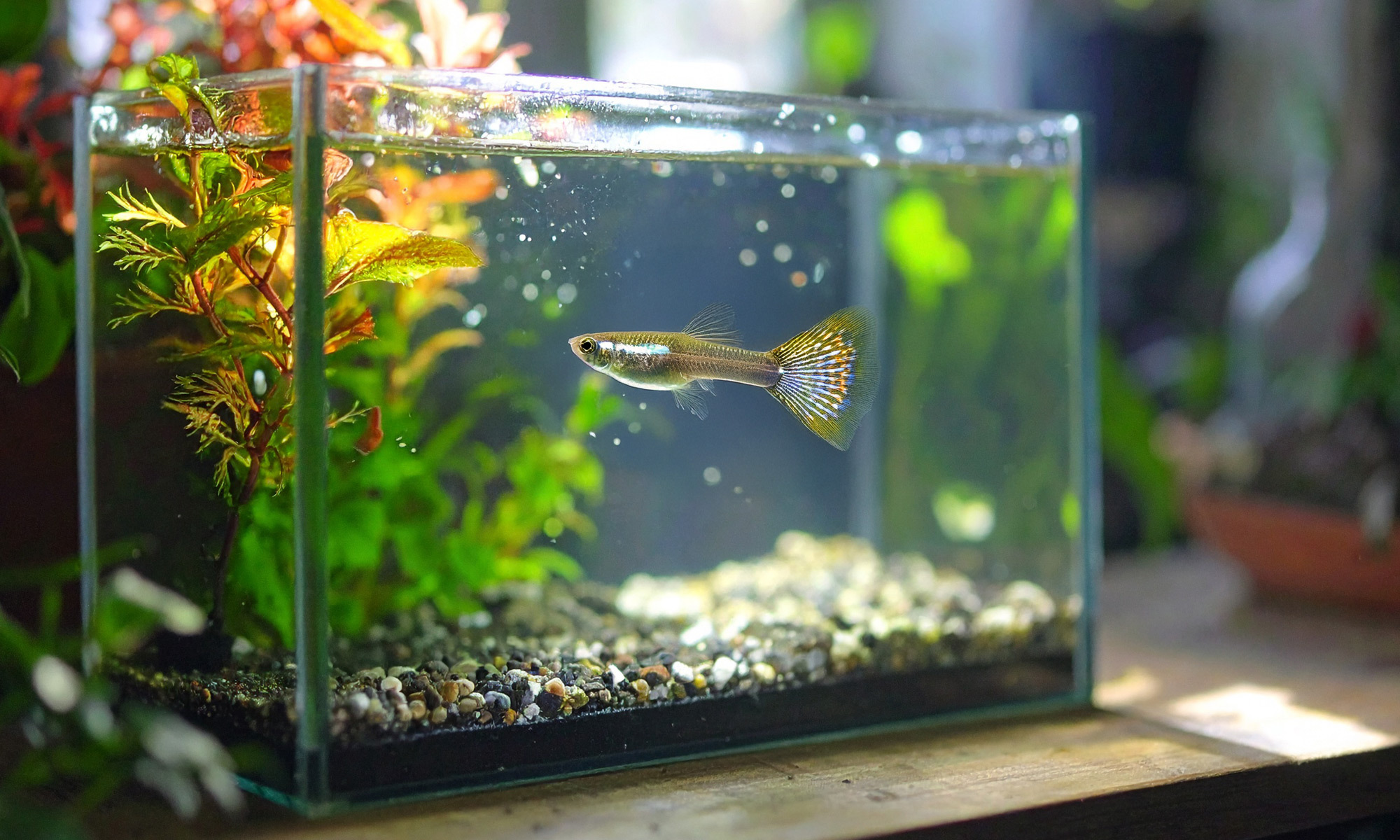 色彩繁多的孔雀魚不僅美麗，也相當好養。牠們對水質的要求不算嚴格，是新手練習的好選擇