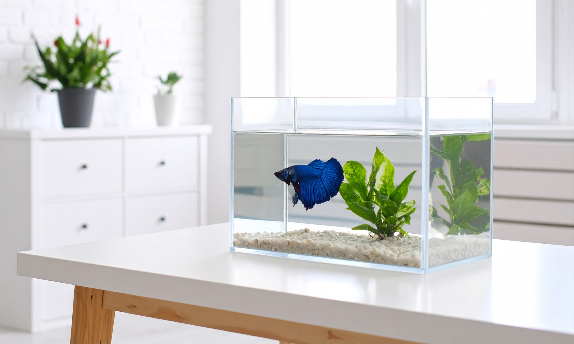 鬥魚擁有華麗的外表和獨特的個性，單獨飼養時相對容易管理