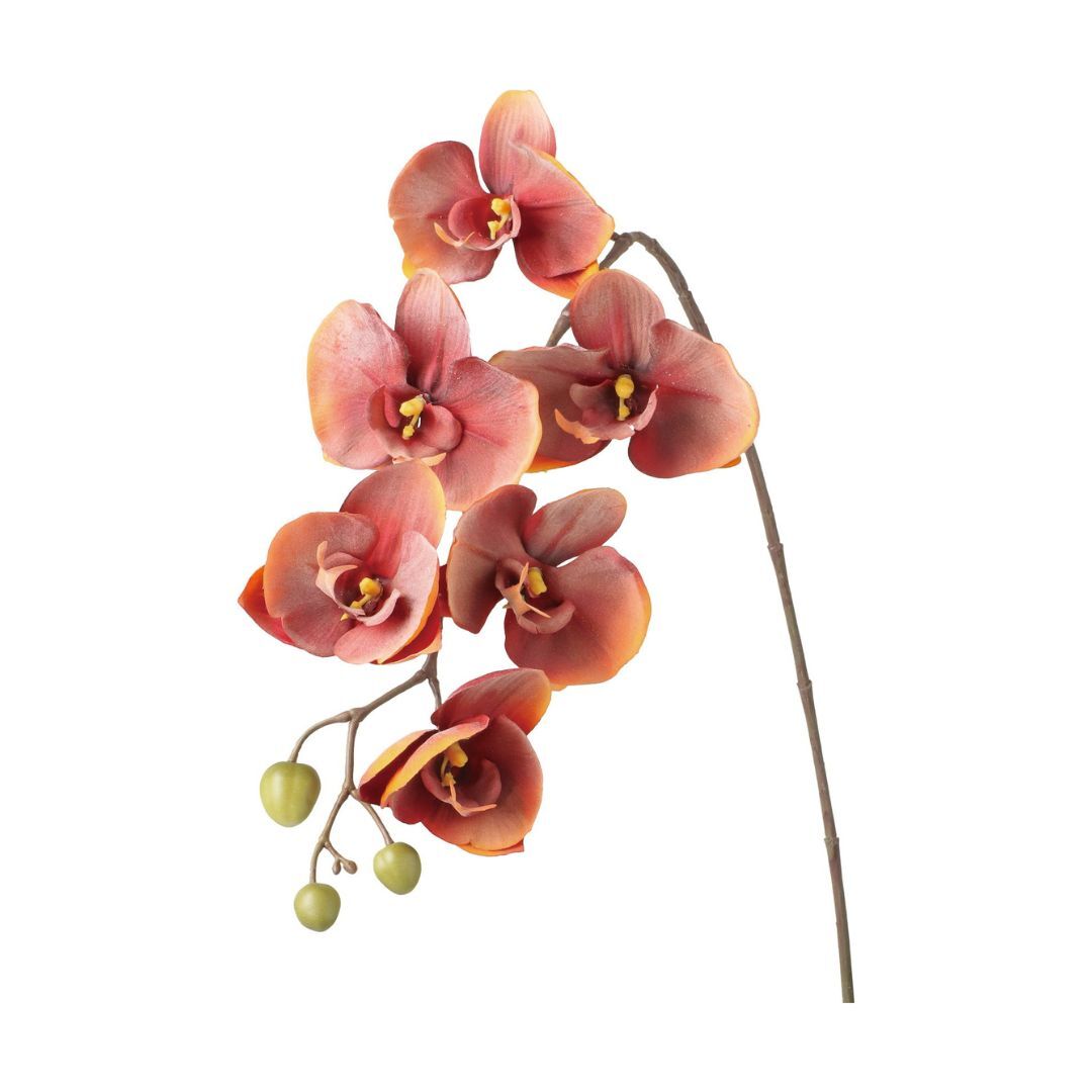 人造花 漸層蝴蝶蘭 2色